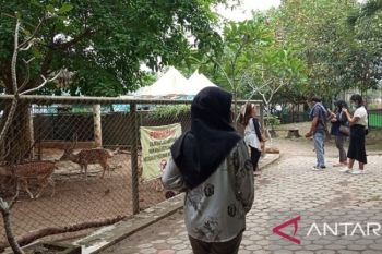 Jelang libur akhir tahun, Taman Rimba Jambi berbenah