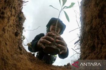 Perhutani dan Pemkab Karawang hijaukan pegunungan Sanggabuana