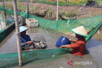 Investor  siapkan 690 juta euro bangun kawasan industri sidat Cilacap
