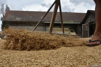 Pesisir Selatan jadi produsen gabah terbesar di Sumatera Barat