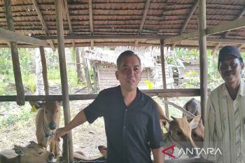 Pastikan tepat sasaran, Ketua DPRD Seruyan pantau langsung penyerahan bibit ternak sapi