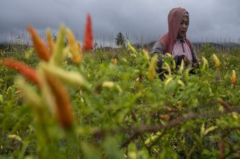 Dishanpang Kalteng: Harga cabai cenderung mengalami penurunan