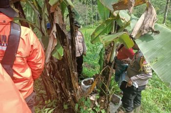 Dua petani ditangkap tanam ganja di kebun pisang