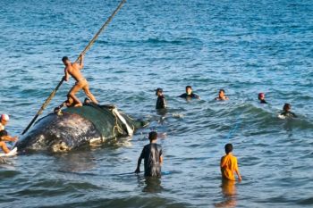 PSDKP Ambon evakuasi bangkai ikan paus sperma terdampar di Pantai Hatu Malteng