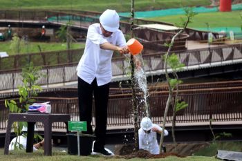 Tabebuya-Jakaranda ada di Kawasan Istana Presiden di IKN