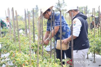 Harga cabai diprediksi akan turun