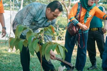 Wali Kota Banjarbaru tanam "Ulin" di RTH Masjid Al Munawwarah