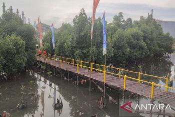Menanam mangrove itu tak asal tancap bibit ke lumpur saat air surut