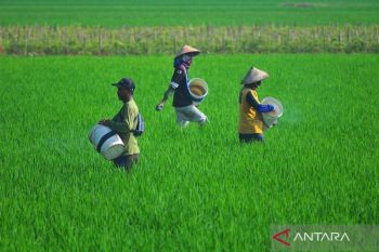 Kemarin, produksi beras aman hingga stabilitas jasa keuangan terjaga
