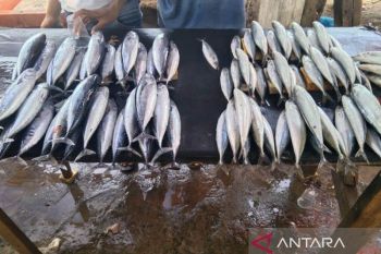 Nelayan di Kupang sebut tangkapan ikan berkurang akibat cuaca buruk