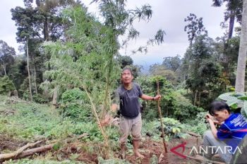BNNK Empat Lawang tangkap pemilik satu hektare ladang ganja