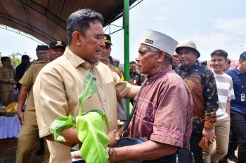 Petani Luwu Timur terima bibit pisang cavendish dari Pemprov Sulsel