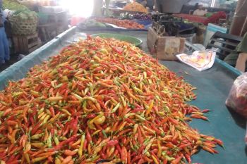 Harga cabai di Mataram turun jadi Rp40.000 per kilogram