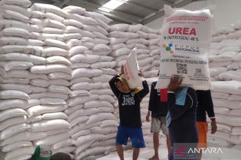 Kudus terima  alokasi pupuk bersubsidi sebanyak 12.175,86 ton