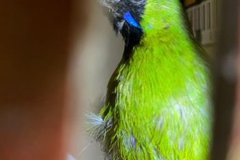 Polda Lampung bersama BKSDA dan FLIGHT gagalkan penyelundupan ratusan burung
