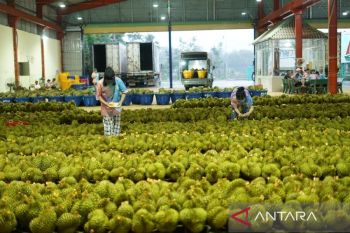 Durian jadi "buah emas" di antara komoditas ekspor Vietnam