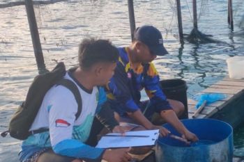 Pemkab Natuna berikan bantuan sebanyak 17.220 ekor bibit ikan kerapu ke warga