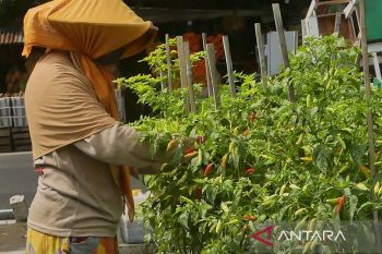 Harga  cabai di tingkat petani Temanggung berangsur turun