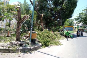 Waspadai pohon tumbang, DLH Mataram gencarkan perantingan pohon