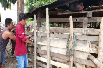 Dinas Peternakan Parimo sebut program Sikomandan tetap prioritas