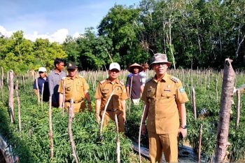 Bupati OKU optimistis budi daya cabai bisa tekan inflasi