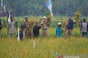 Lima kecamatan di Kulon Progo panen padi seluas 3.876 hektare