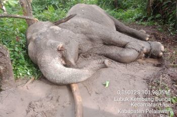 Gajah di TNTN mati dengan gading hilang