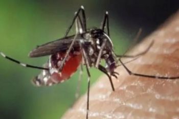 Selama 2023, Dinkes Pesisir Barat tangani 148 kasus demam berdarah