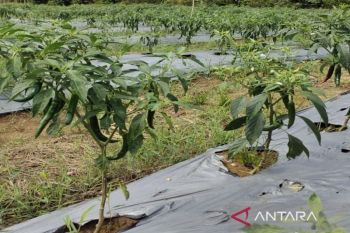 Produksi cabai di Tanah Bumbu capai 22,5 ton per hektare