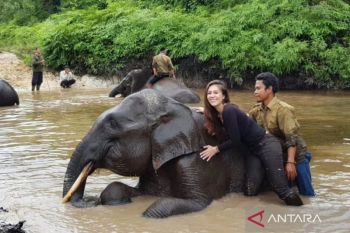 Wulan Guritno minta kasus Rahman yang mati dan hilang gadingnya diusut tuntas