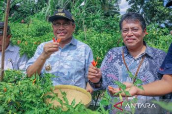BI NTB komitmen mendukung pengembangan cabai organik