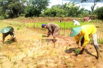 TNI kembali gandeng petani tanam padi di Gowa