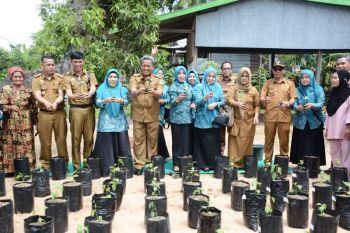 TP PKK Sidrap lakukan Gerakan Tanam Cabai tekan inflasi