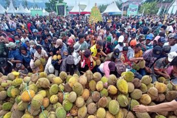 Sulteng genjot pengembangan durian sebagai komoditas ekspor