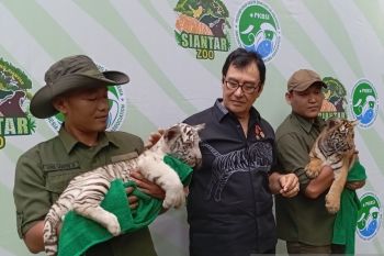 Ada penambahan 49 ekor satwa di THPS melalui proses pembiakan