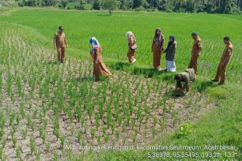 Distan: Seluas 1.311 hektare tanaman padi di Aceh Besar kekeringan