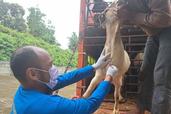 Karantina tolak hewan tidak dilengkapi dokumen masuk ke Sulbar