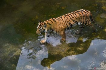 Global Tiger Day: Local wisdom bridge for human, tiger coexistence