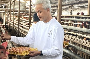 Harga jagung cukup tinggi beratkan peternak, kata Ganjar