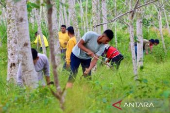 Kalsel siapkan 325 hektare lahan untuk penanaman FOLU Net Sink 2030