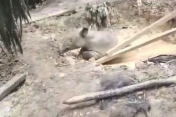 BBKSDA Riau evakuasi tapir terjebak di sumur galian