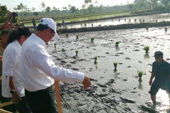 Kata Mentan, NTB penyumbang produksi padi sebesar 880,99 ribu ton