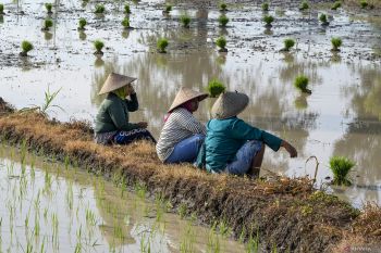 Jejak efisiensi pupuk di lumbung jagung NTB