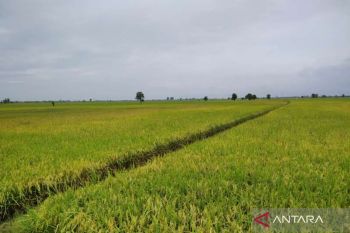 Pemkab Kudus siapkan strategi atasi pupuk subsidi yang terbatas