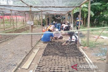 Pemkab Muna Barat siapkan 86.000 bibit cabai untuk ditanam di lahan pekarangan warga