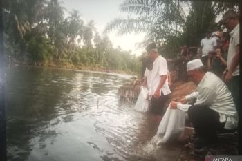 Pemkab Pasaman Barat tebarkan 10 ribu bibit ikan di sungai upaya tingkatkan produksi
