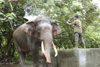 Masyarakat dukung penegakan hukum kematian gajah patroli Tesso Nilo