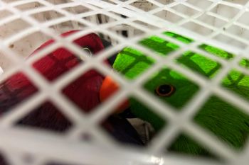 Karantina Sulut  gagalkan dugaan penyelundupan burung dari Maluku Utara
