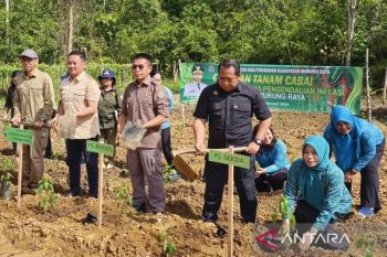 Tekan Inflasi, Pemkab Murung Raya optimalkan gerakan taman cabai