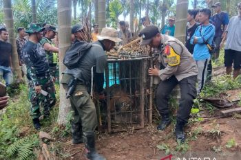 Harimau masuk kandang jebak BKSDA Sumbar dibawa ke TMSBK Bukittinggi (Video)